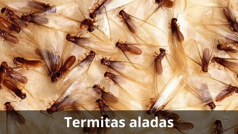 camioneta rotulada d fumigaciones