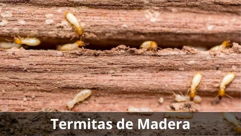 camioneta rotulada d fumigaciones